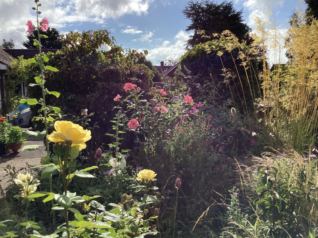 Hollyhocks yellow and pink roses