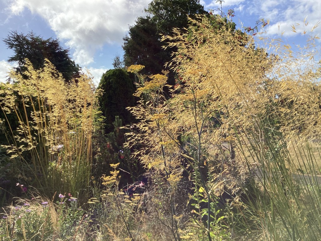 Tall golden oat grasses