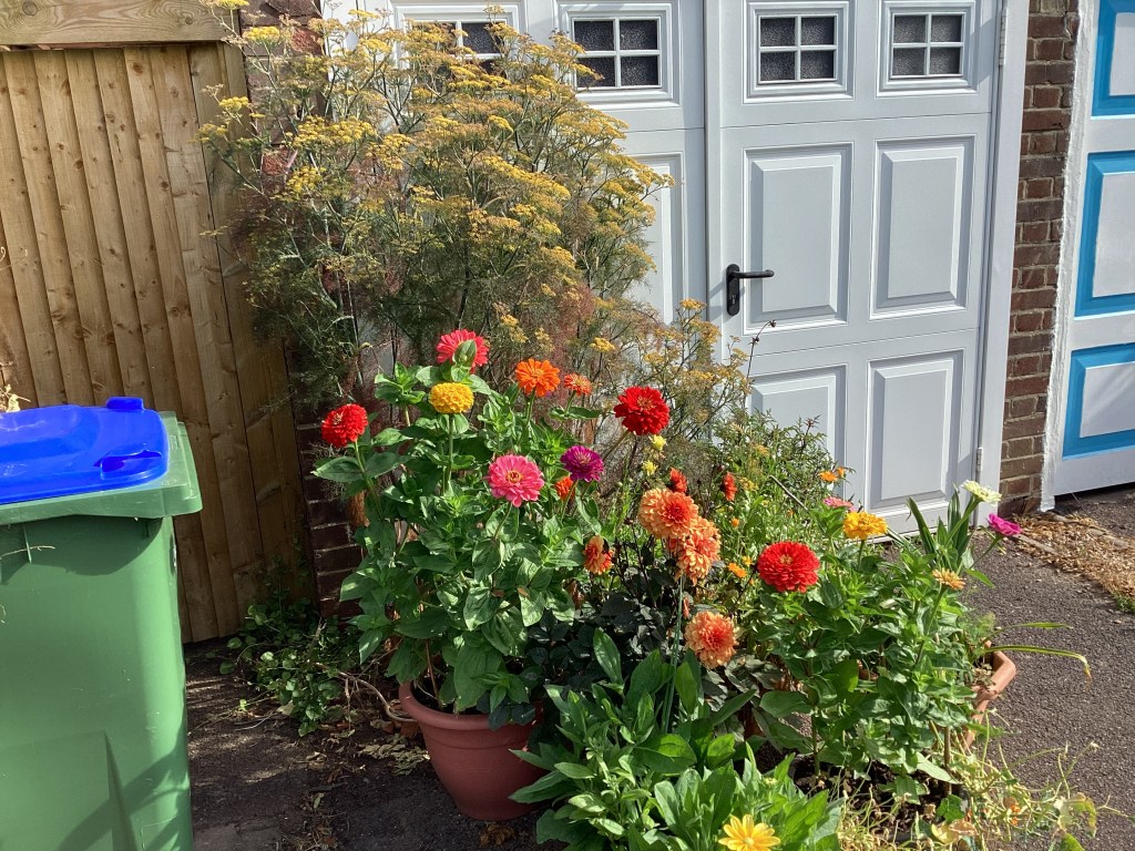 display of bright coloured zinnias in pots
