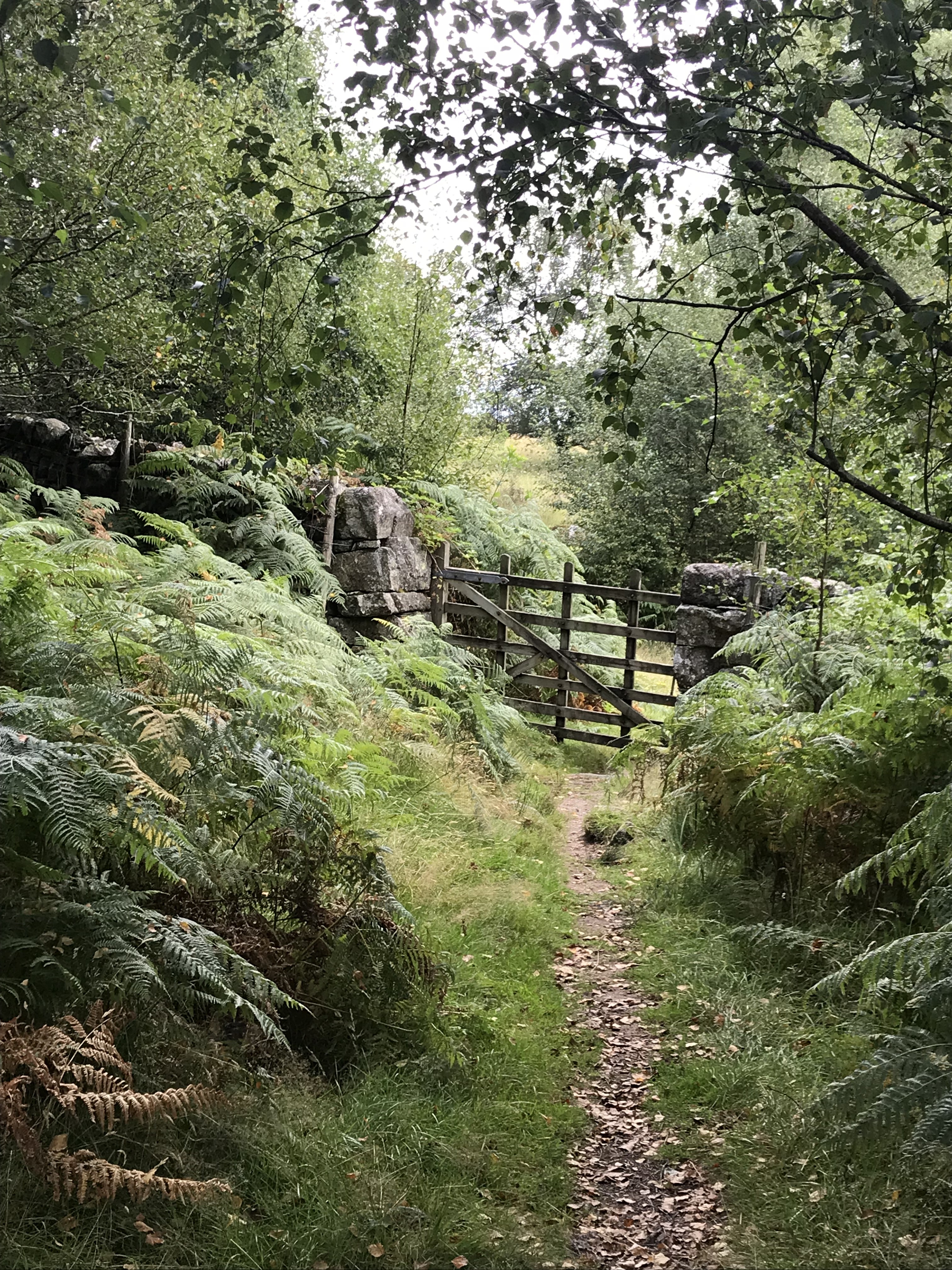 Path through woodland in Eskdale