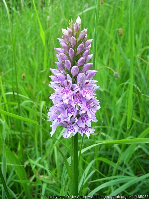 Common Spotted orchid flower