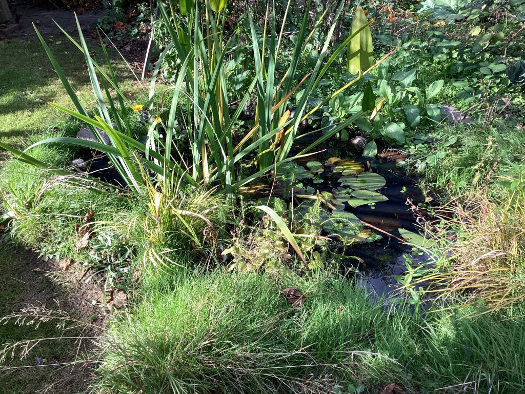 Garden wildlife pond