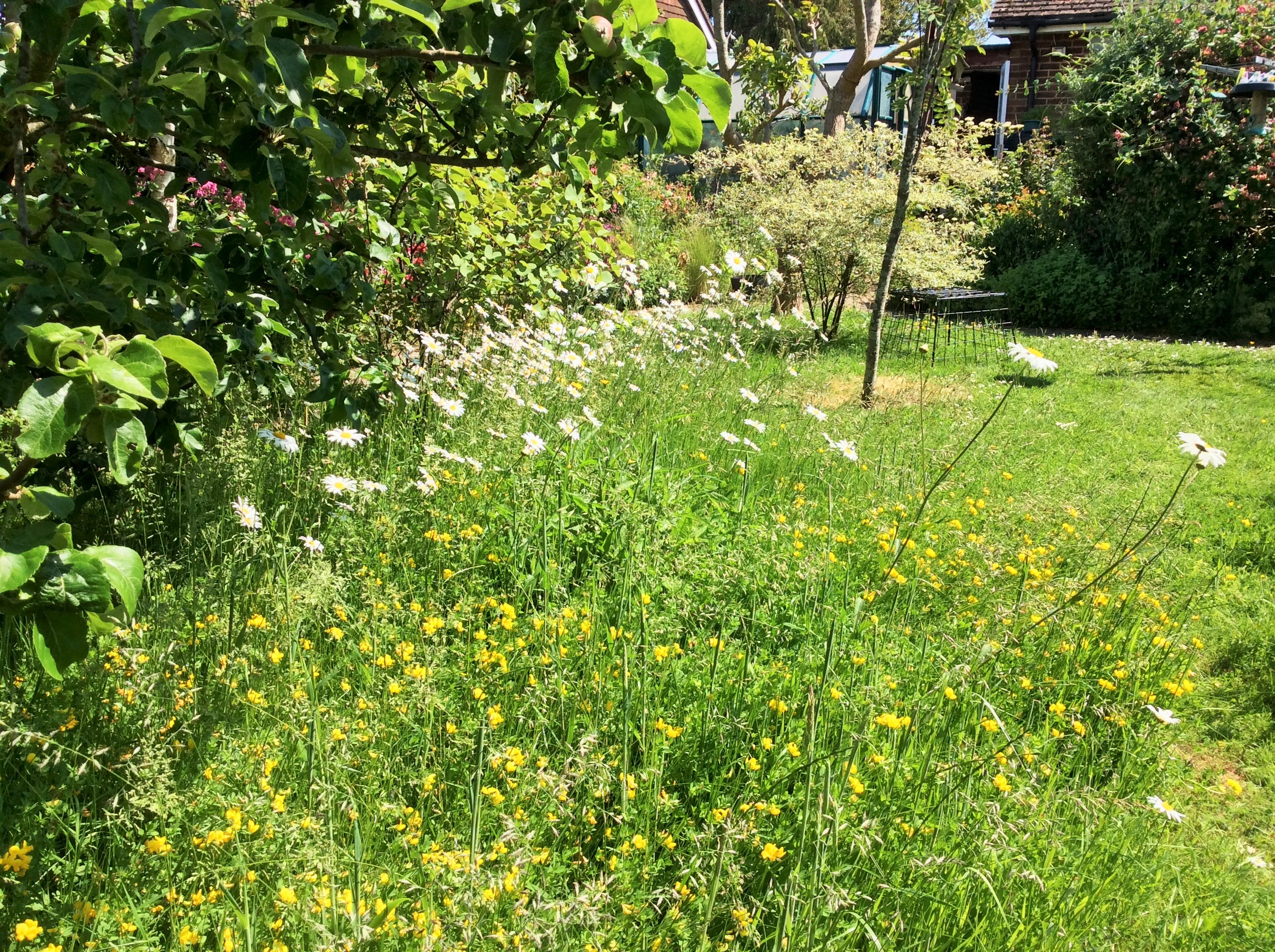 Wildflower meadow in garden