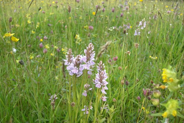 Creating a Wildflower&nbsp;Meadow