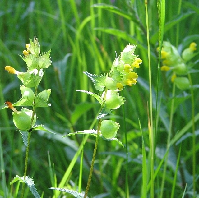 Yellow Rattle plant in flower