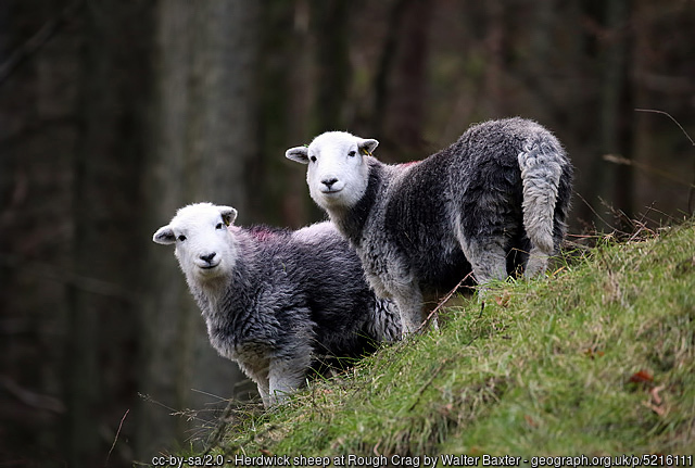 Herdwick sheep