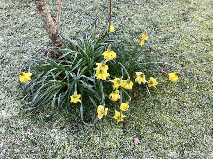 Very early daffodils in January frost