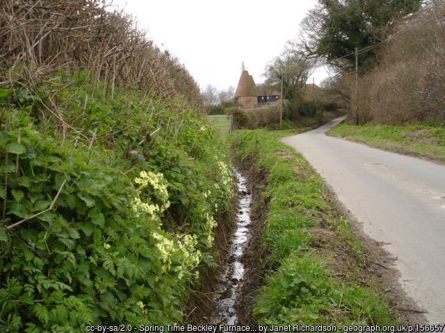 Primroses in bank beside lane
