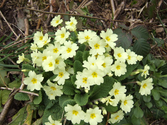 Wild primroses