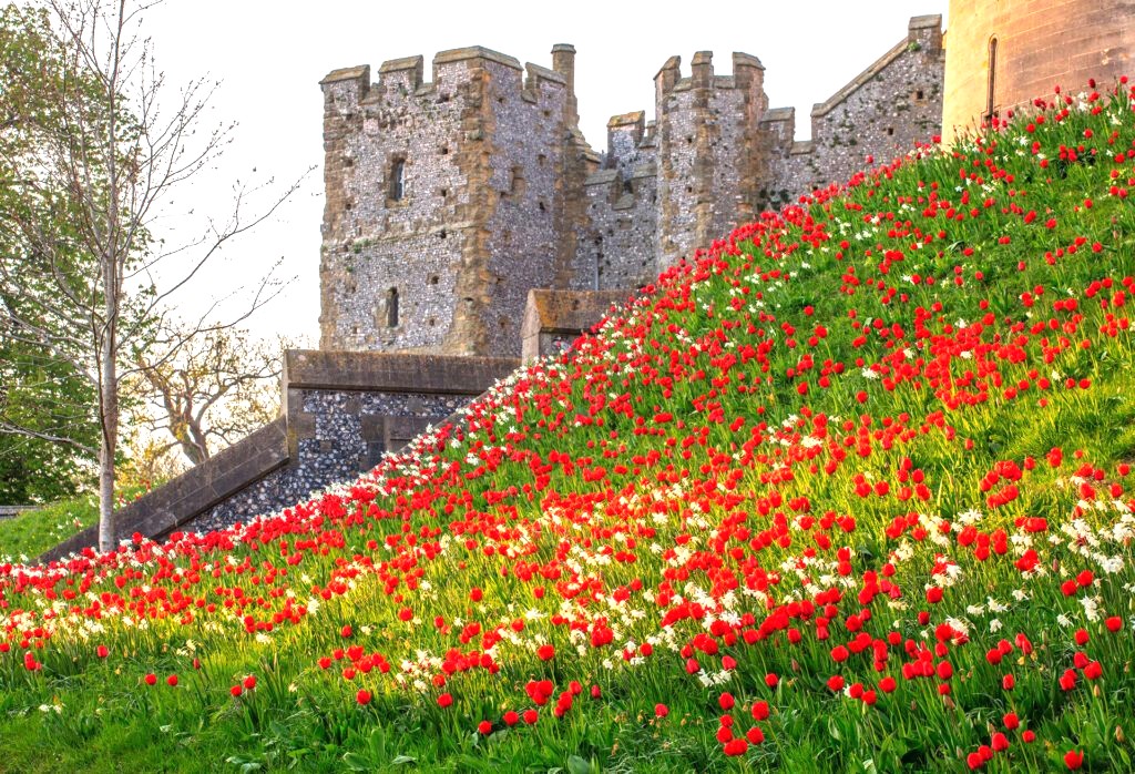 Massed tulips at Arundel Castle