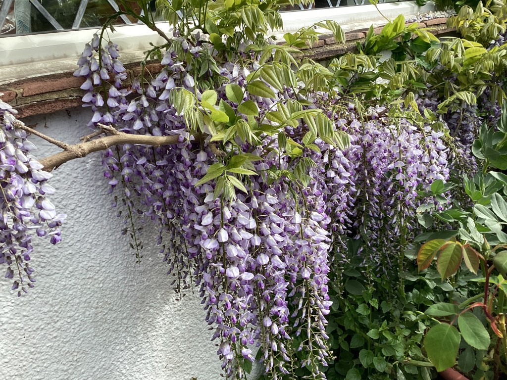 purple wisteria