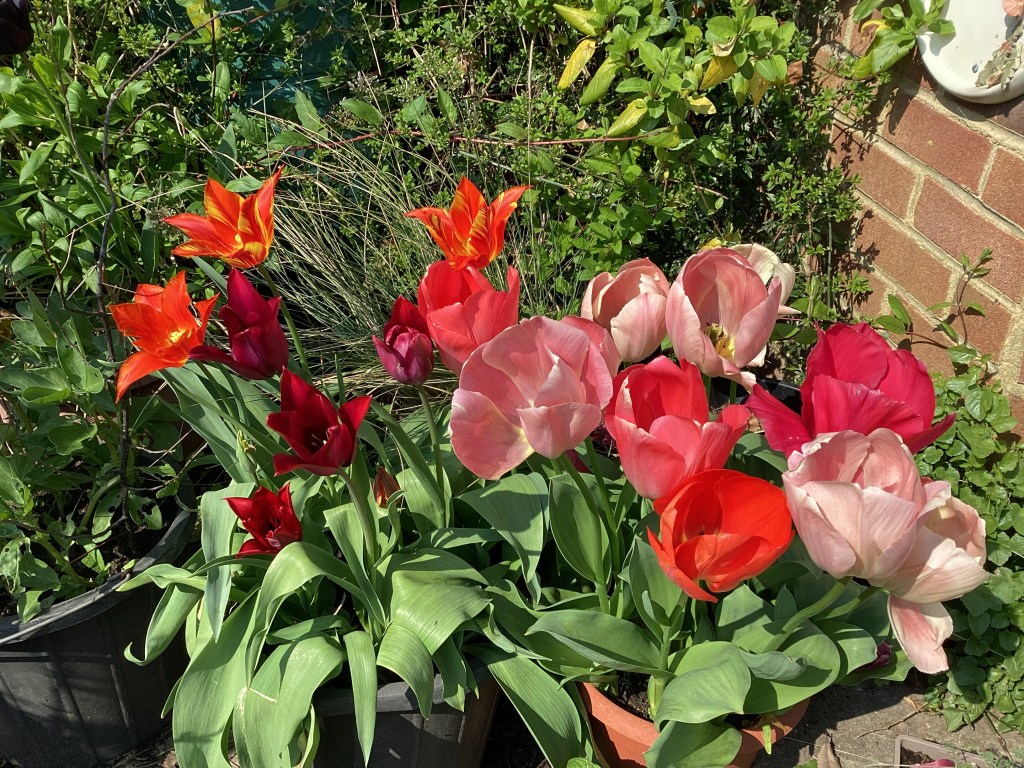 Tulips in pots