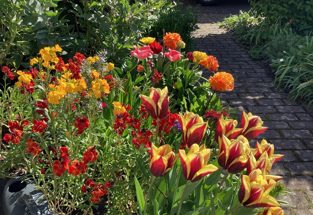 Tulips and Wallflowers