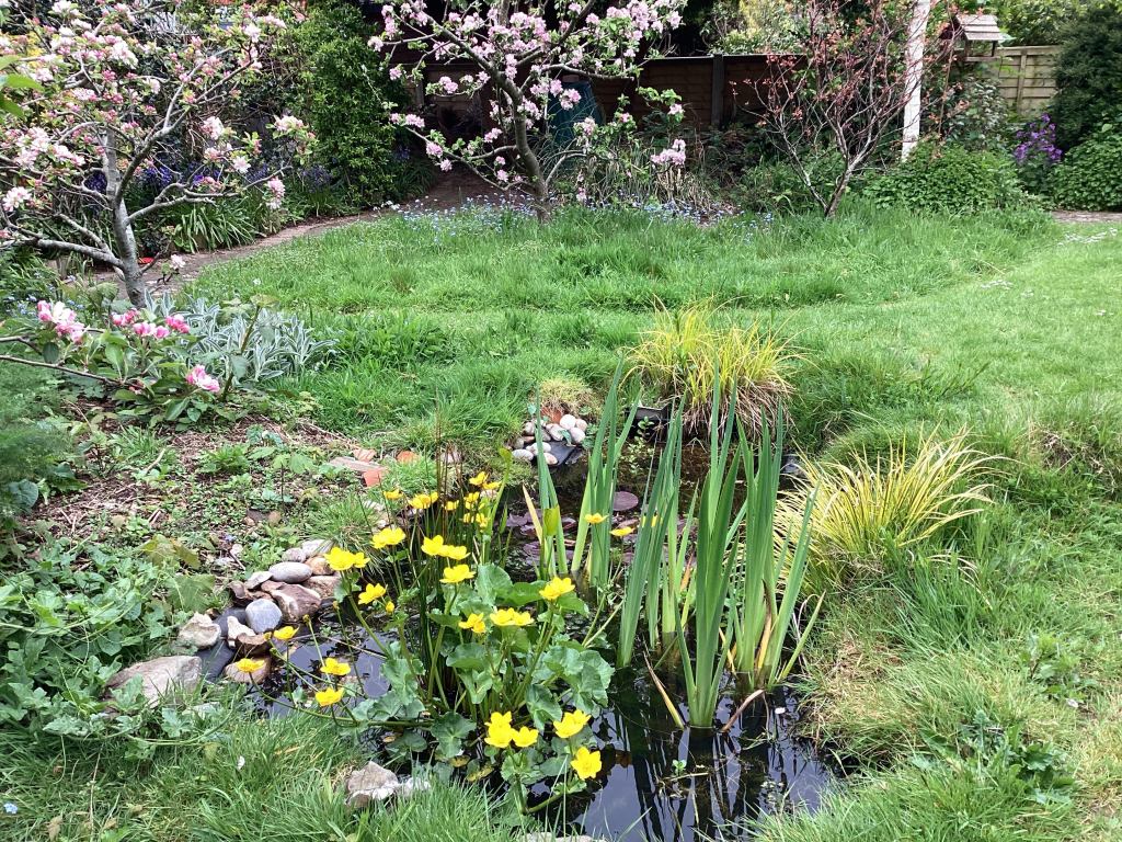 Garden pond in spring