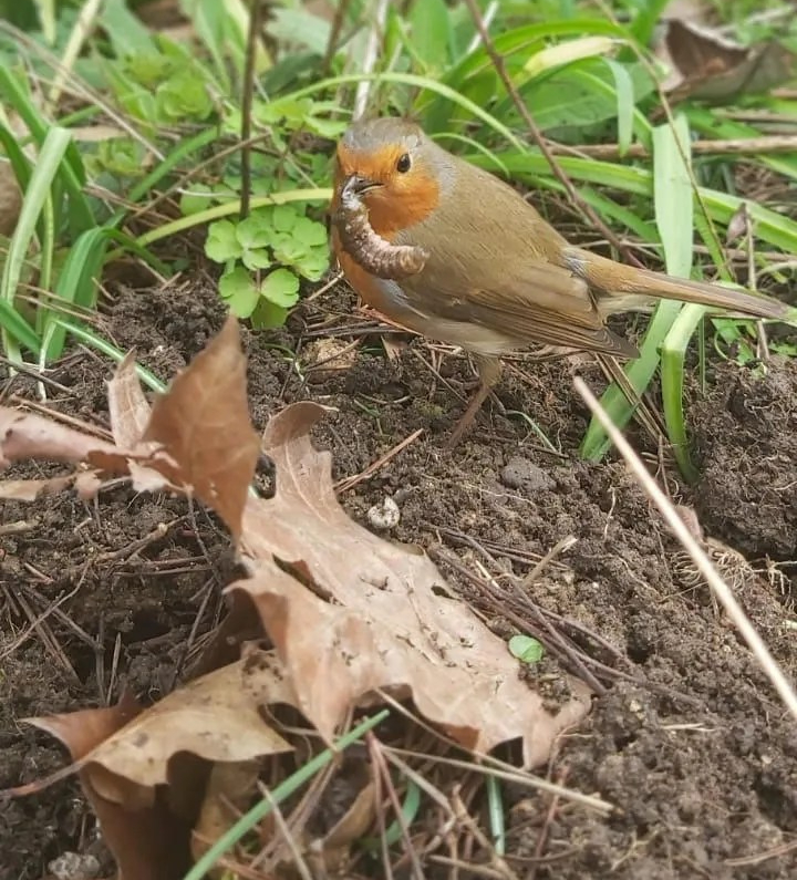 Robin eating grub