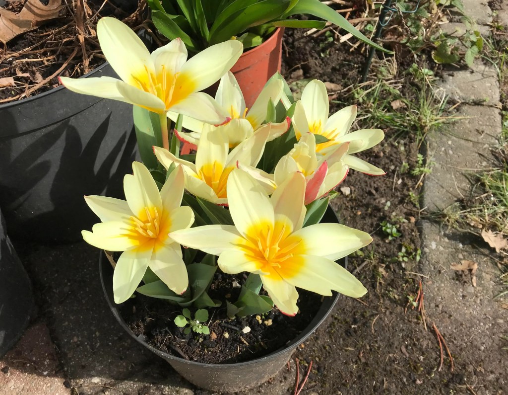 yellow tulips
