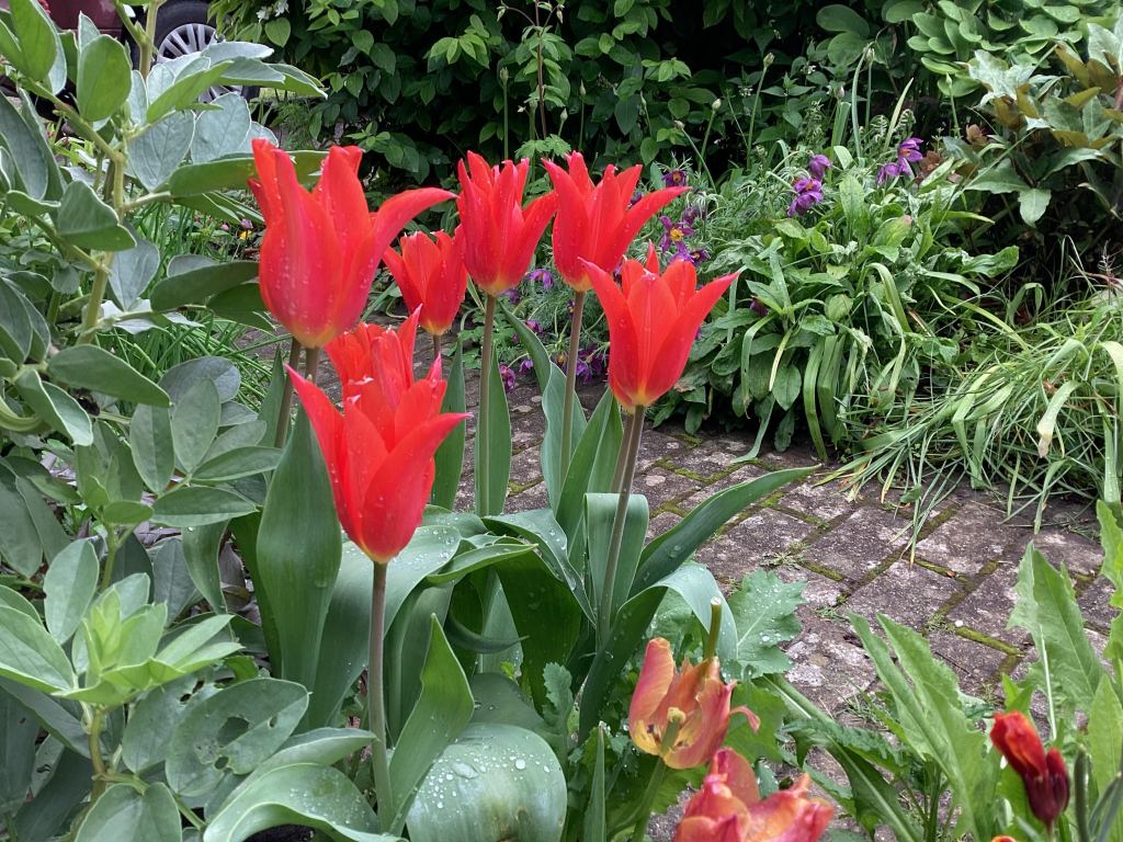 Red tulips