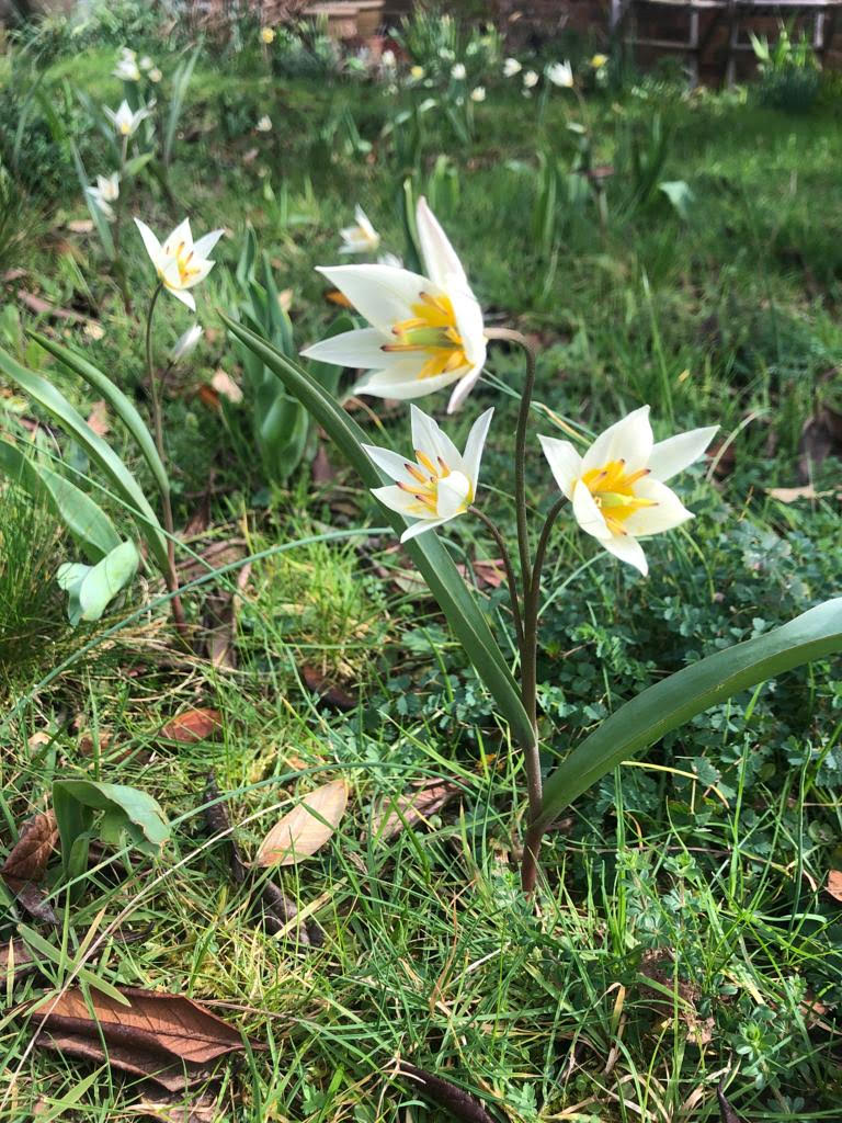 Species tulips in meadow