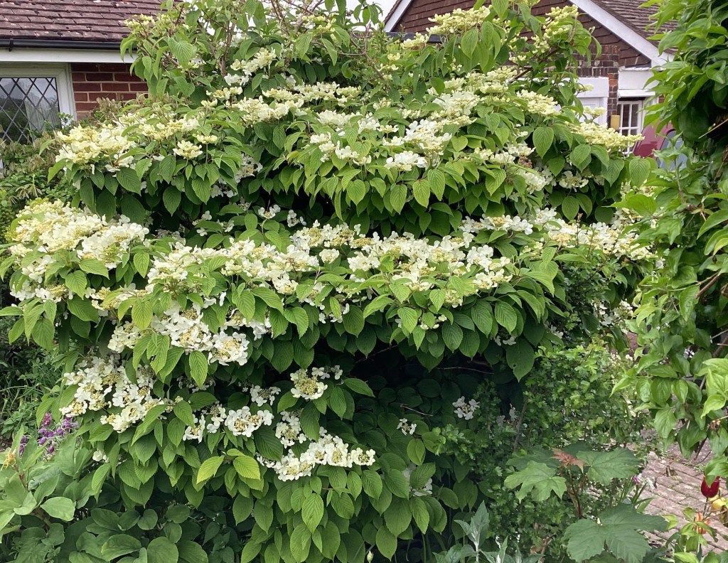 White wedding cake tree