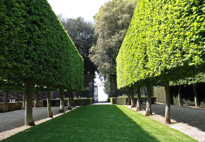 Garden vista with clipped hedges