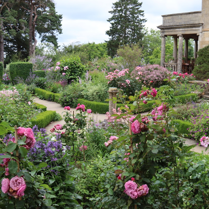 Roses at Kiftsgate Garden
