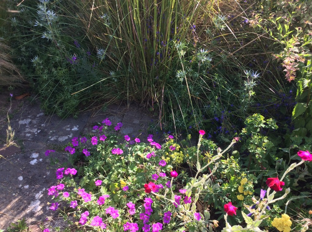 magenta Geranium spreading over path