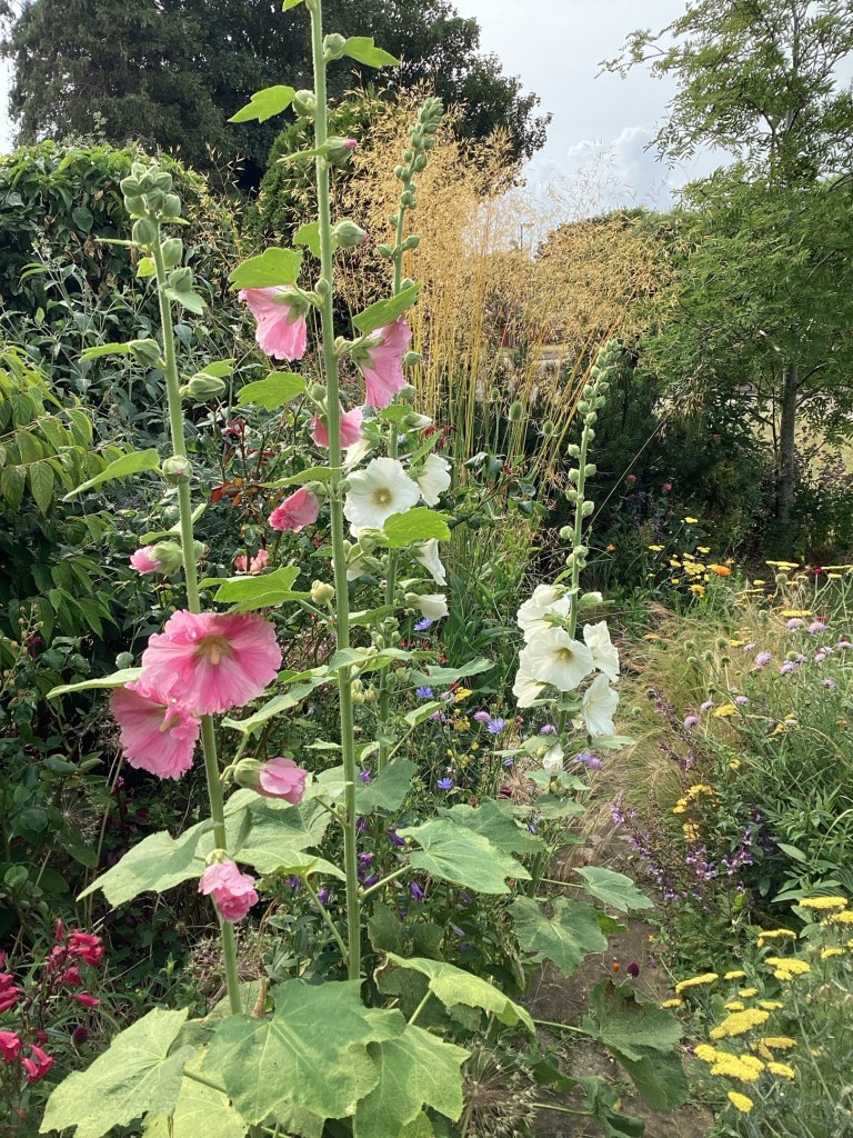 Hollyhocks in a cottage garden