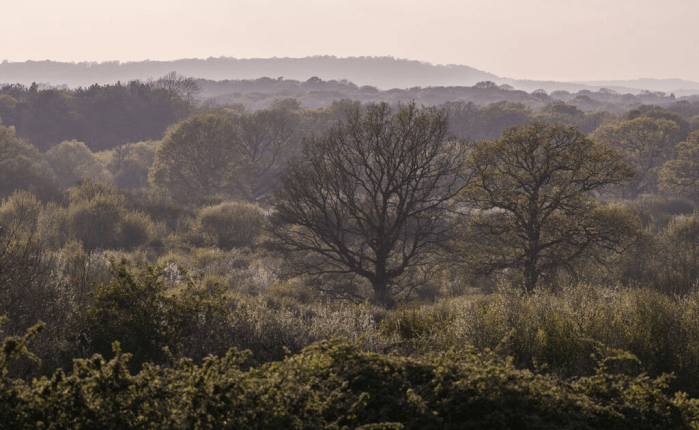The Wonder of Wild Woods