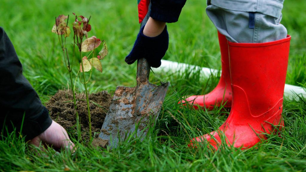 Child planting a tree