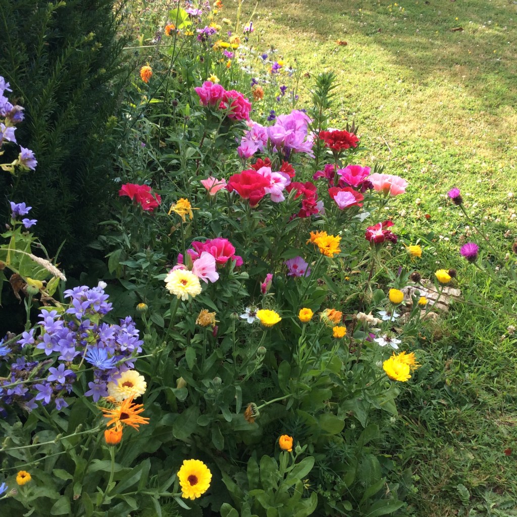 A cheerful mix of hardy annuals grown from seed.
