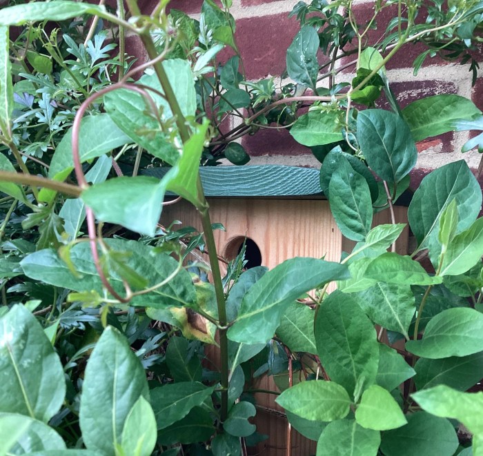 Bird box hidden in foliage