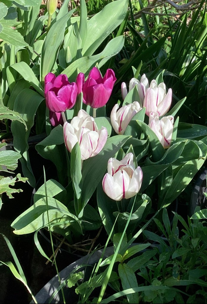 Purple and white tulips
