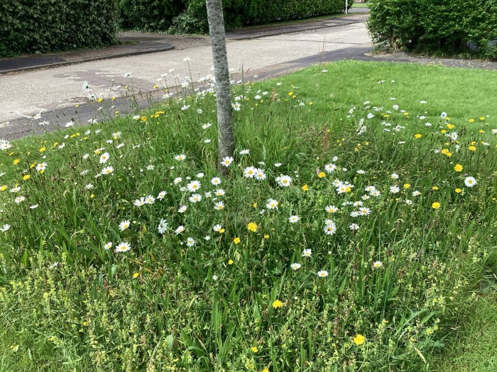 Meadow flowers in May
