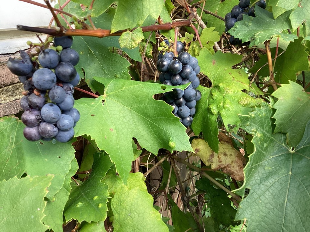 Ripe grapes hanging on vine on wall
