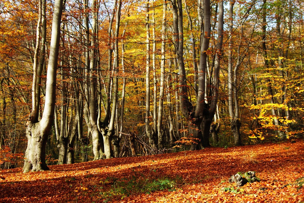 Autumn's rich golden trees in Epping Forest.