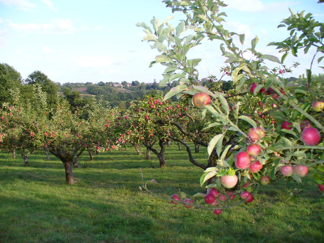 Apple harvest time in East Sussex orchard.