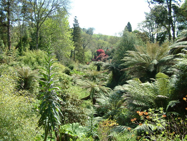 The Jungle   valley thick with plants